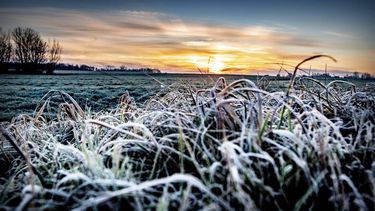 DELFT - Rijp aan de takken na een nacht met vorst. Met een aantal onbewolkte nachten is schaatspret aan het einde van de week misschien mogelijk. ANP ROBIN UTRECHT