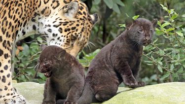 Jaguarwelpen ARTIS voor het eerst buiten hun nest