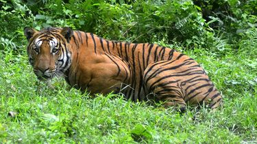 Een Bengaalse tijger, gespot in het Kaziranga National Park in India