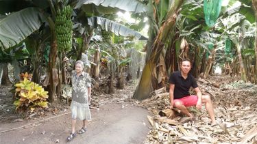 Tenerife bananenplantage