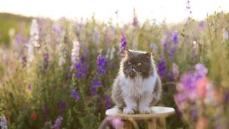 opgebiecht-kat-buren