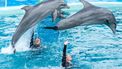 dolfijnen dolfijnenshows dolfinarium