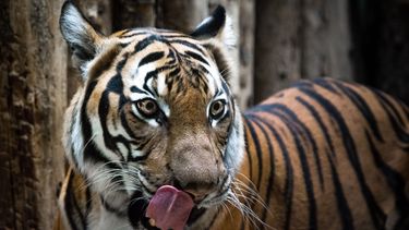Indiase tijger die 13 mensen doodde, doodgeschoten