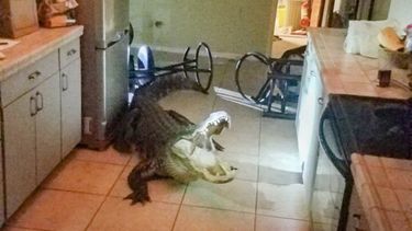 Dat is schrikken: vrouw vindt alligator in keuken