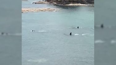Video: Kinderen omsingeld door orca's in baai