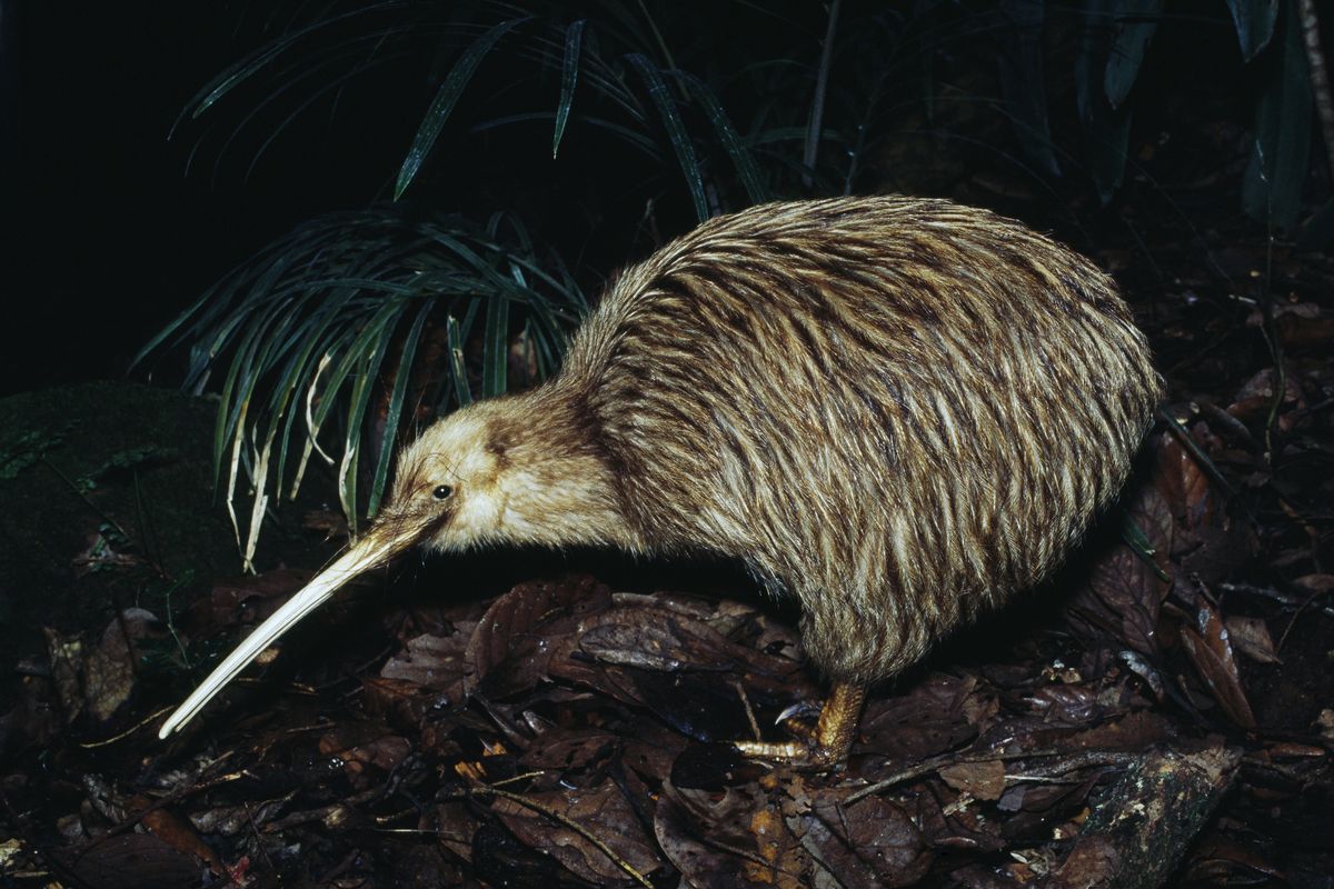 The new zealand kiwi контрольная