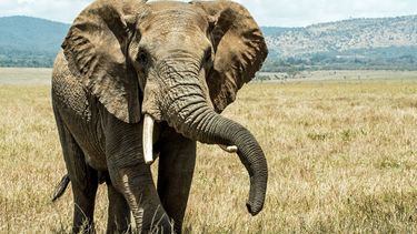 Olifantenjacht is niet meer verboden in Botswana