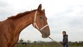 17-jarige opgepakt wegens verkrachting paarden