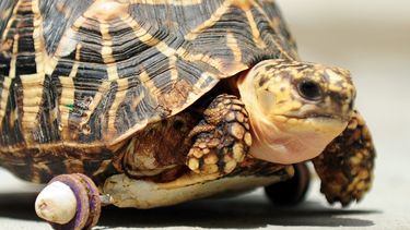 Deze schildpad is sneller dan ooit. Foto: AFP 