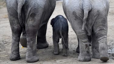 Trump zet besluit import gedode olifanten in ijskast
