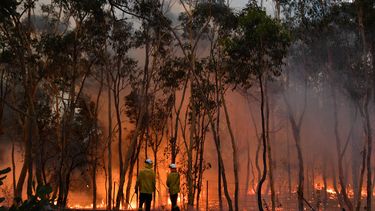 Australische brandweerman omgekomen bij bosbranden
