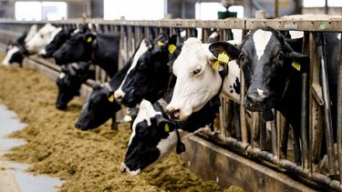 KOUDUM - Koeien in een stal van een melkveebedrijf in het Friese Koudum. ANP SEM VAN DER WAL