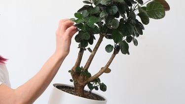 onderzoek, wetenschap, wetenschappers, plant, planten, muziek