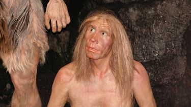 Mensen met Neanderthaler-DNA meer kans op complicaties bij COVID-19