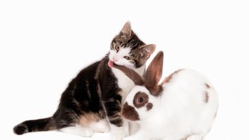 POESLIEF 2 film Abatutu