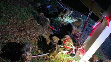 16 zwaar verwaarloosde honden aangetroffen langs de weg in Arnhem