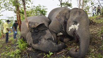 Dode olifanten in India, ze zijn vermoedelijk om het leven gekomen door een blikseminslag