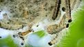Een foto van een nest eikenprocessierupsen die over elkaar heen klimmen, de brandharen zijn goed zichtbaar