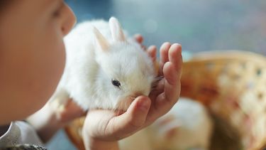 Een foto van een konijntje in de hand van een kind op dierendag