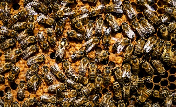 bijen, bij, bijtjes, bang voor bijen, bang, angst, wespen, bijen seizoen, zomer, lente, bloemen, pollen, lokken, tuin, zon