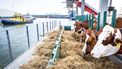 Floating Farm: 'Itzz a liddle bit kreezziiee'
