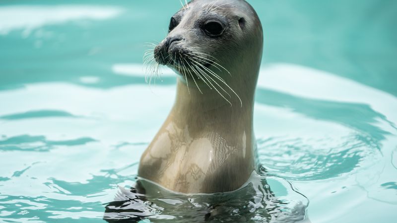 Zeehondencentrum Pieterburen dreigt failliet te gaan
