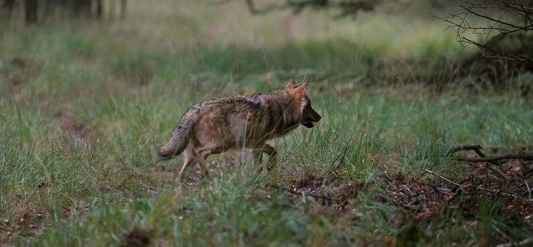 VELUWE - Een wolf op de Veluwe, vastgelegd door natuurfotograaf Otto Jelsma. De hobbyfotograaf kwam een zeldzame roedel met vijf wolven tegen tijdens een wandeling op de Veluwe. Wolven laten zich in Nederland bijna nooit zien in groepsverband. ANP OTTO JELSMA