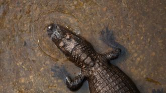 Amerikaans echtpaar treft alligator aan in zwembad