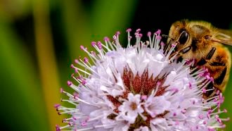bijenstichting, bijen, insecten, wespen, zomer, lente, pollen, bestuiven, bloemen, planten, bij, bang, angst, wereld bijendag