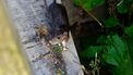 Regen betekent meer ongedierte in je huis zoals ratten en muizen.