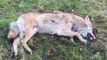 Wolf doodgereden in Overijssel