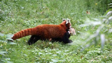 Pasgeboren kleine panda buiten gezien in Artis
