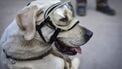 Hond Frida kroont zich tot Mexicaanse heldin