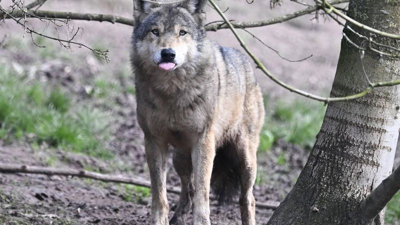 wolf wolven is de wolf gevaarlijk waarom wolf in Nederland wat moet je doen als je een wolf ziet