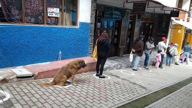 Op deze foto zie je een hondje op anderhalve meter in de rij zitten op de plek van zijn baasje.