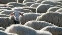 foto's van schapen