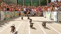 Een hondenrace en verkleedwedstrijd voor het goede doel. / Foto's: Getty Images