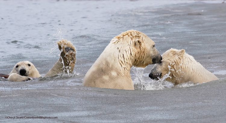 The photo bombing wave - The Comedy Wildlife Photography Awards 2021 / Cheryl Strahl