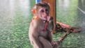 dieren worden misbruikt voor neppe reddingsvideo's