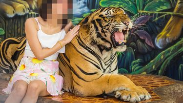 Op deze foto zie je en tijger die mishandeld is om met toeristen op de foto te kunnen.
