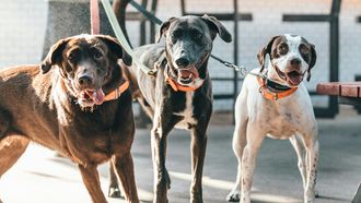 honden hondenbelasting gemeente plaats betaal je niks, of 126 euro groot verschil