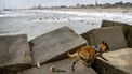 Speurhond zoekt lichaam vermiste surfer Scheveningen