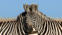 Welke zebra kijkt er in de camera?