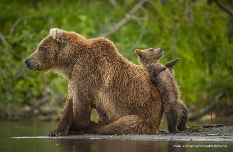 The Comedy Wildlife Photography Awards 2021 fotowedstrijd dierenfoto's