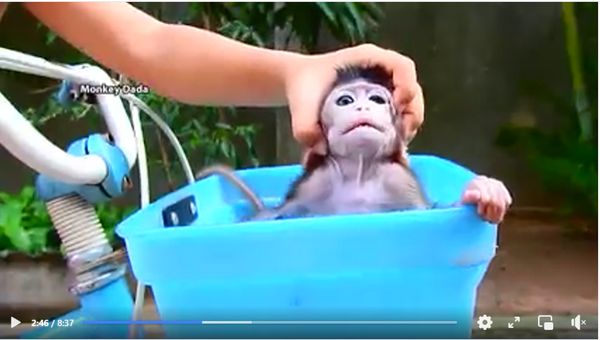 dieren mishandelen dierenmishandeling aap