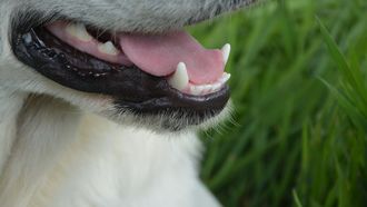 Ingrids hondje 'Lily' werd een aantal jaar geleden ontvoerd. Foto: Pixabay