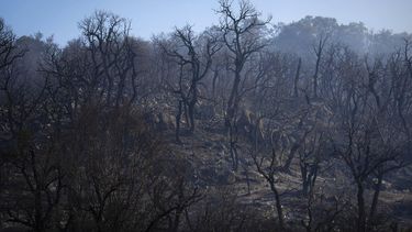 epa13085226 A burnt forested area following a wildfire near a residential area in Calonge, Catalonia, Spain, 04 July 2026. A wildfire that broke out in the municipality of La Bisbal d'Emporda is rapidly spreading, prompting authorities to order the lockdown of residents and tourists in Calonge and other nearby municipalities.  EPA/DAVID BORRAT