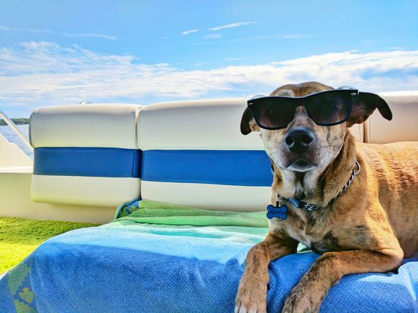 hond honden vakantie vakantielanden