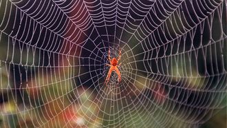 Welke spinnen zitten verstopt in je huis