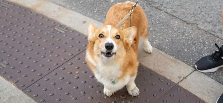 deur hond